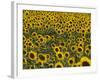 Field of Sunflowers in Full Bloom, Languedoc, France, Europe-Martin Child-Framed Photographic Print