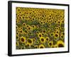 Field of Sunflowers in Full Bloom, Languedoc, France, Europe-Martin Child-Framed Photographic Print