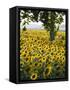 Field of Sunflowers in Full Bloom, Languedoc, France, Europe-Martin Child-Framed Stretched Canvas