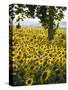 Field of Sunflowers in Full Bloom, Languedoc, France, Europe-Martin Child-Stretched Canvas