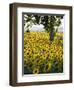 Field of Sunflowers in Full Bloom, Languedoc, France, Europe-Martin Child-Framed Photographic Print