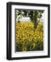 Field of Sunflowers in Full Bloom, Languedoc, France, Europe-Martin Child-Framed Photographic Print