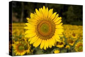 Field of Sunflowers in Mid-Summer, Pecatonica, Illinois, USA-Lynn M^ Stone-Stretched Canvas