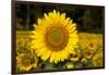 Field of Sunflowers in Mid-Summer, Pecatonica, Illinois, USA-Lynn M^ Stone-Framed Photographic Print