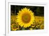 Field of Sunflowers in Mid-Summer, Pecatonica, Illinois, USA-Lynn M^ Stone-Framed Photographic Print