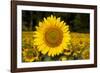 Field of Sunflowers in Mid-Summer, Pecatonica, Illinois, USA-Lynn M^ Stone-Framed Photographic Print