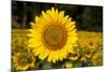 Field of Sunflowers in Mid-Summer, Pecatonica, Illinois, USA-Lynn M^ Stone-Mounted Photographic Print