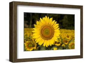 Field of Sunflowers in Mid-Summer, Pecatonica, Illinois, USA-Lynn M^ Stone-Framed Photographic Print