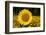 Field of Sunflowers in Mid-Summer, Pecatonica, Illinois, USA-Lynn M^ Stone-Framed Photographic Print