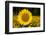 Field of Sunflowers in Mid-Summer, Pecatonica, Illinois, USA-Lynn M^ Stone-Framed Photographic Print