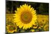 Field of Sunflowers in Mid-Summer, Pecatonica, Illinois, USA-Lynn M^ Stone-Mounted Photographic Print