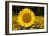 Field of Sunflowers in Mid-Summer, Pecatonica, Illinois, USA-Lynn M^ Stone-Framed Photographic Print