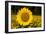 Field of Sunflowers in Mid-Summer, Pecatonica, Illinois, USA-Lynn M^ Stone-Framed Photographic Print