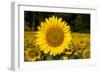 Field of Sunflowers in Mid-Summer, Pecatonica, Illinois, USA-Lynn M^ Stone-Framed Photographic Print
