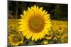Field of Sunflowers in Mid-Summer, Pecatonica, Illinois, USA-Lynn M^ Stone-Mounted Photographic Print
