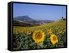 Field of Sunflowers in Summer, Near Ronda, Andalucia, Spain-Ruth Tomlinson-Framed Stretched Canvas