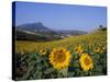 Field of Sunflowers in Summer, Near Ronda, Andalucia, Spain-Ruth Tomlinson-Stretched Canvas