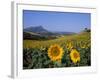 Field of Sunflowers in Summer, Near Ronda, Andalucia, Spain-Ruth Tomlinson-Framed Photographic Print