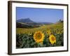 Field of Sunflowers in Summer, Near Ronda, Andalucia, Spain-Ruth Tomlinson-Framed Photographic Print