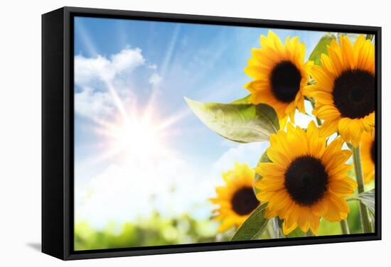 Field of Sunflowers in the Morning-Liang Zhang-Framed Stretched Canvas