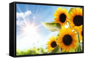 Field of Sunflowers in the Morning-Liang Zhang-Framed Stretched Canvas