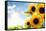 Field of Sunflowers in the Morning-Liang Zhang-Framed Stretched Canvas