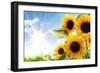 Field of Sunflowers in the Morning-Liang Zhang-Framed Photographic Print