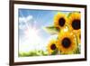 Field of Sunflowers in the Morning-Liang Zhang-Framed Photographic Print