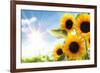 Field of Sunflowers in the Morning-Liang Zhang-Framed Photographic Print