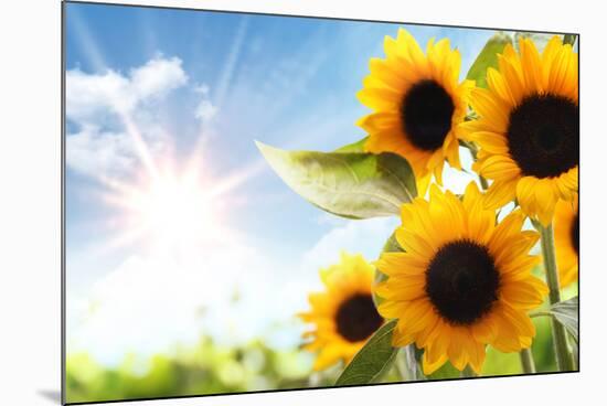 Field of Sunflowers in the Morning-Liang Zhang-Mounted Photographic Print