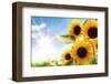 Field of Sunflowers in the Morning-Liang Zhang-Framed Photographic Print