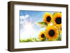 Field of Sunflowers in the Morning-Liang Zhang-Framed Photographic Print