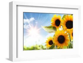 Field of Sunflowers in the Morning-Liang Zhang-Framed Photographic Print