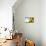 Field of Sunflowers in the Morning-Liang Zhang-Mounted Photographic Print displayed on a wall