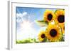 Field of Sunflowers in the Morning-Liang Zhang-Framed Photographic Print