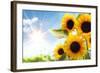 Field of Sunflowers in the Morning-Liang Zhang-Framed Photographic Print