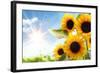 Field of Sunflowers in the Morning-Liang Zhang-Framed Photographic Print