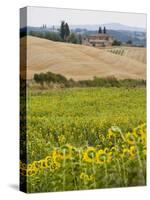 Field of Sunflowers in the Tuscan Landscape, Tuscany, Italy, Europe-Martin Child-Stretched Canvas