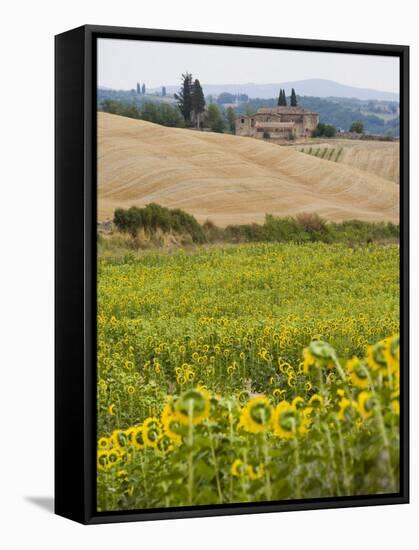 Field of Sunflowers in the Tuscan Landscape, Tuscany, Italy, Europe-Martin Child-Framed Stretched Canvas