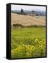 Field of Sunflowers in the Tuscan Landscape, Tuscany, Italy, Europe-Martin Child-Framed Stretched Canvas