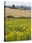 Field of Sunflowers in the Tuscan Landscape, Tuscany, Italy, Europe-Martin Child-Stretched Canvas