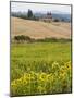 Field of Sunflowers in the Tuscan Landscape, Tuscany, Italy, Europe-Martin Child-Mounted Photographic Print