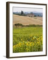 Field of Sunflowers in the Tuscan Landscape, Tuscany, Italy, Europe-Martin Child-Framed Photographic Print