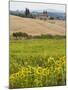 Field of Sunflowers in the Tuscan Landscape, Tuscany, Italy, Europe-Martin Child-Mounted Photographic Print