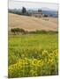 Field of Sunflowers in the Tuscan Landscape, Tuscany, Italy, Europe-Martin Child-Mounted Photographic Print