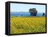 Field of Sunflowers, Lake of Bolsena, Bolsena, Viterbo Province, Latium, Italy-Nico Tondini-Framed Stretched Canvas