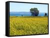 Field of Sunflowers, Lake of Bolsena, Bolsena, Viterbo Province, Latium, Italy-Nico Tondini-Framed Stretched Canvas