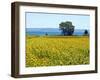 Field of Sunflowers, Lake of Bolsena, Bolsena, Viterbo Province, Latium, Italy-Nico Tondini-Framed Premium Photographic Print