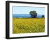 Field of Sunflowers, Lake of Bolsena, Bolsena, Viterbo Province, Latium, Italy-Nico Tondini-Framed Premium Photographic Print