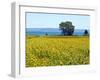 Field of Sunflowers, Lake of Bolsena, Bolsena, Viterbo Province, Latium, Italy-Nico Tondini-Framed Premium Photographic Print